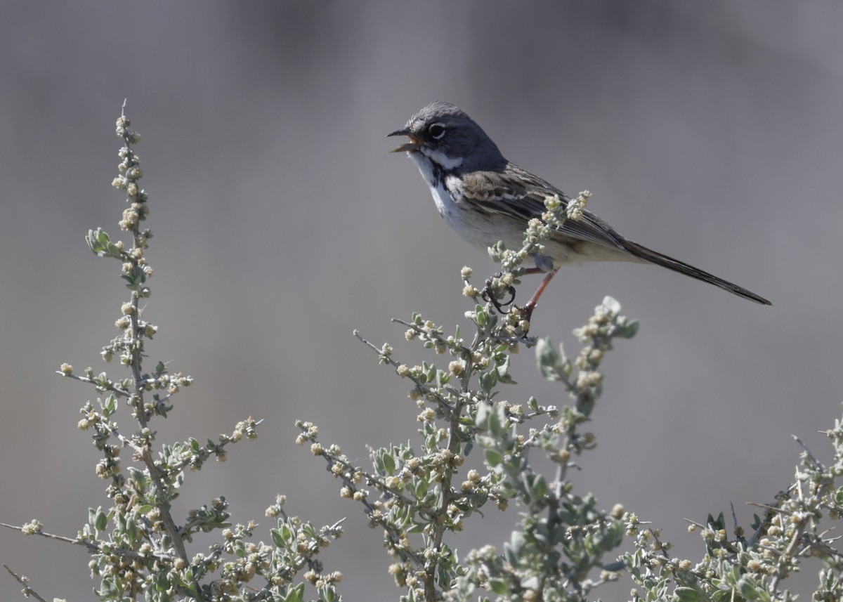 Bell's Sparrow - ML632759348