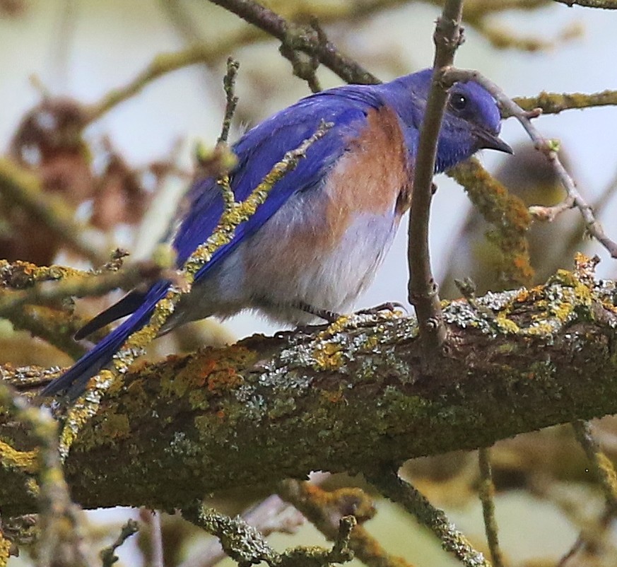 Western Bluebird - ML632759379