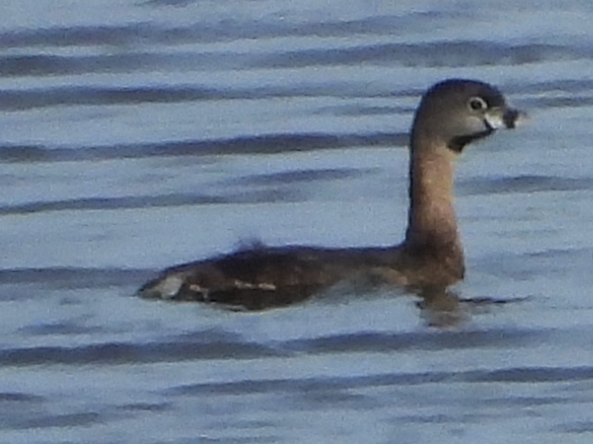 potápka americká - ML632759404