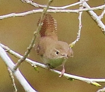 Northern House Wren - ML632759436