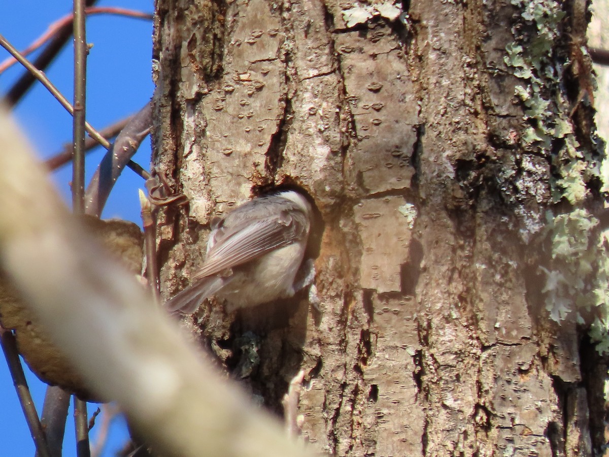 Carolina Chickadee - ML632759457