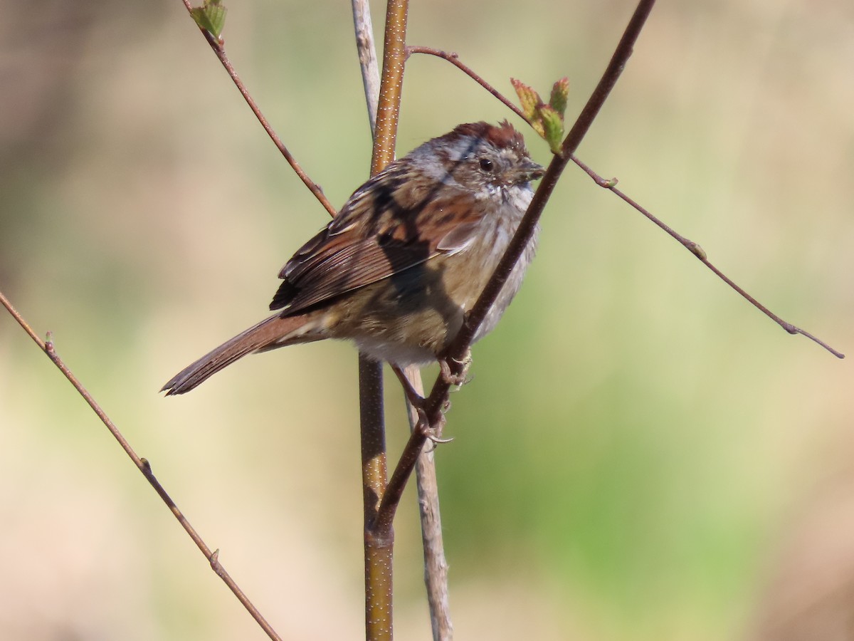 Swamp Sparrow - ML632759486