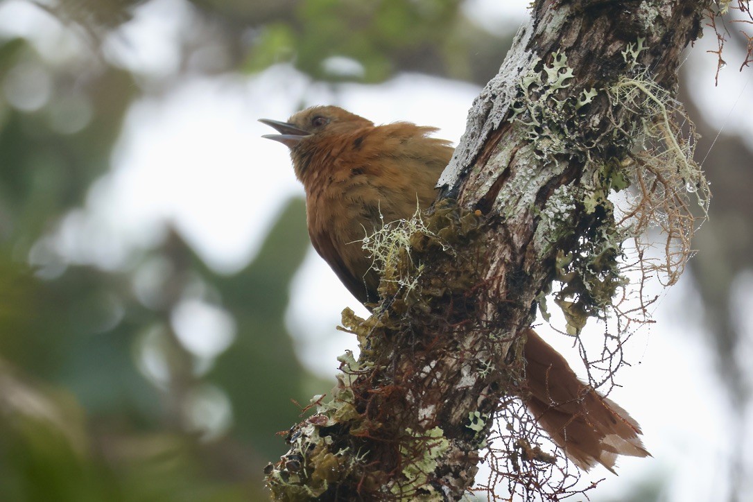 Russet-mantled Softtail - ML632759500