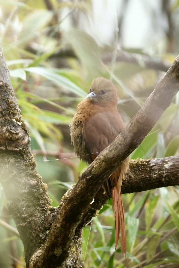 Russet-mantled Softtail - ML632759501