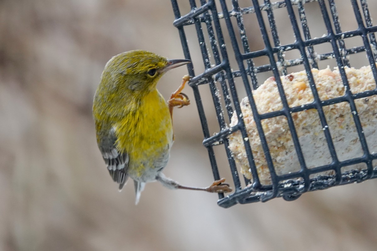 Pine Warbler - ML632759662