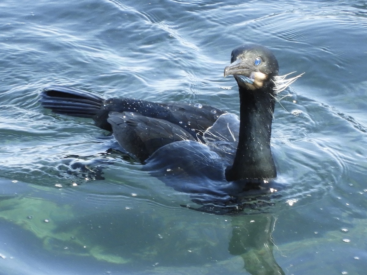 Brandt's Cormorant - ML632759748
