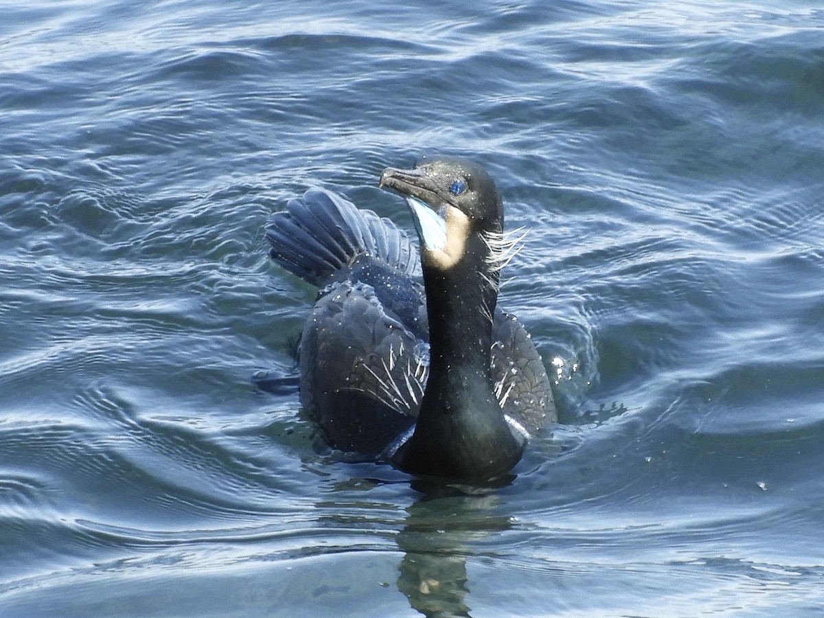 Brandt's Cormorant - ML632759749