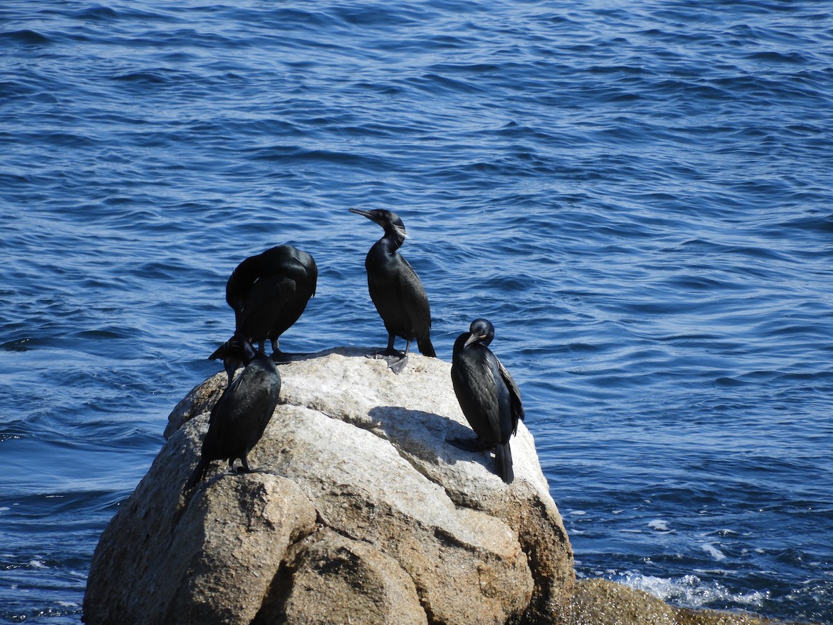 Brandt's Cormorant - ML632759750