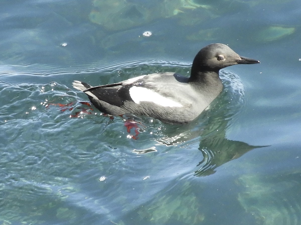 Pigeon Guillemot - ML632759760
