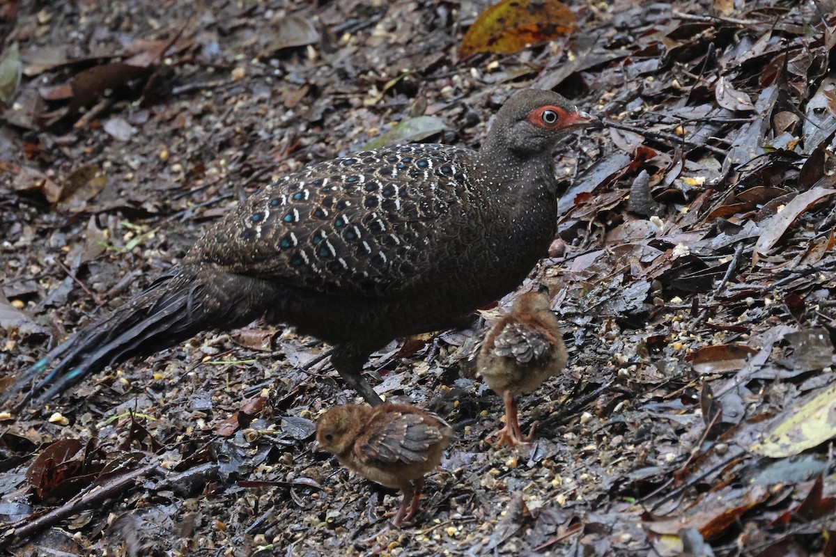 Hainan Peacock-Pheasant - ML632759834