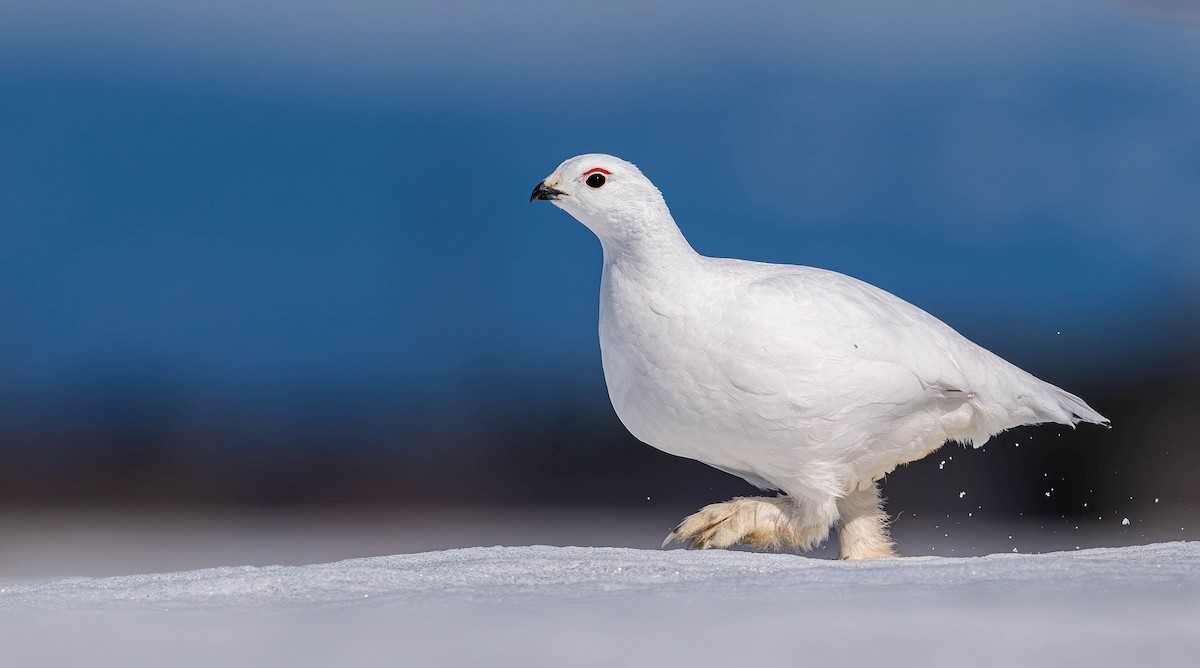 Willow Ptarmigan - ML632759877