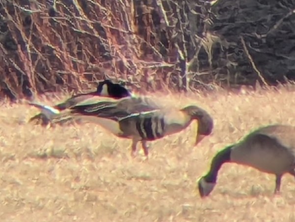 Greater White-fronted Goose - ML632760134