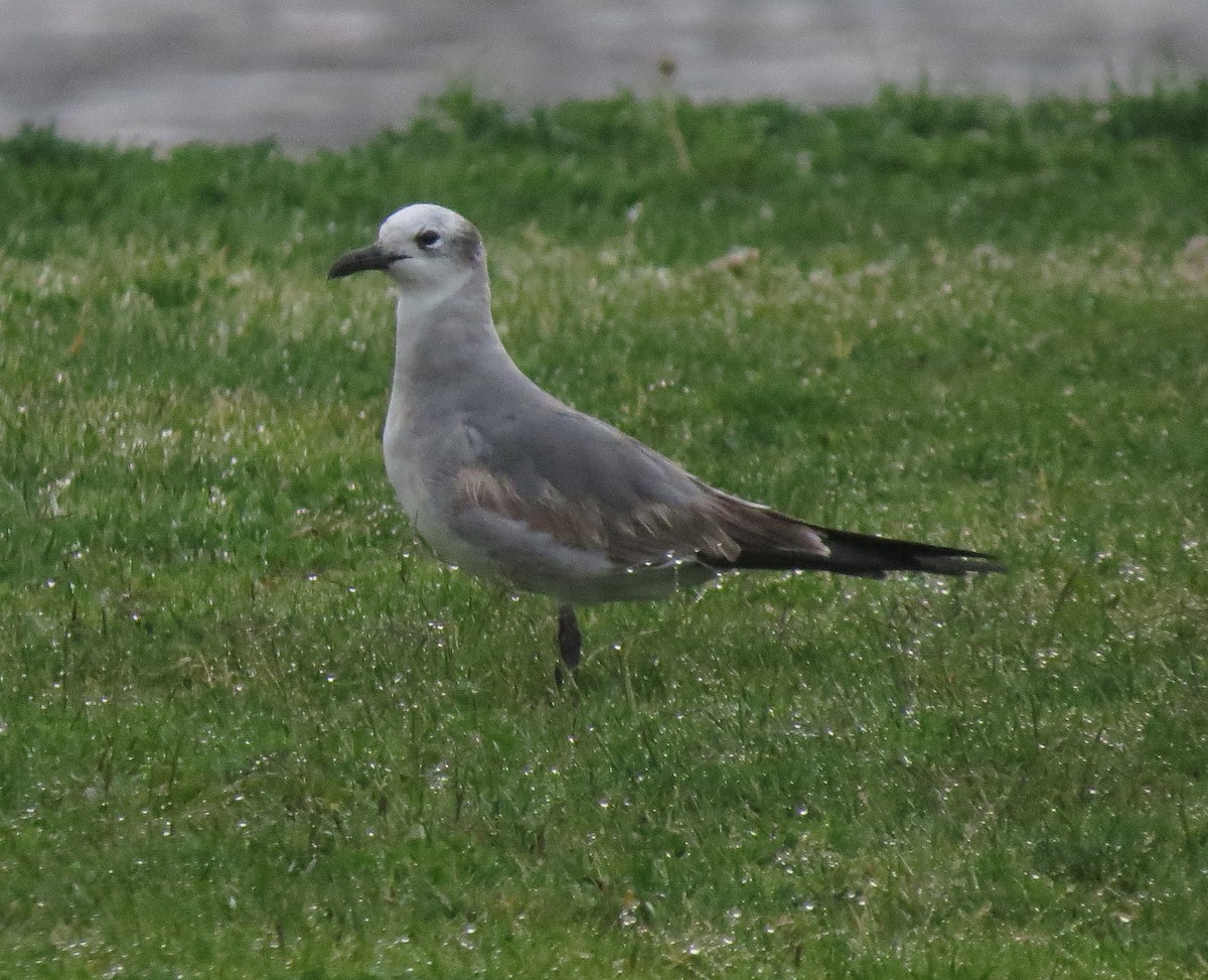 Laughing Gull - ML63276021