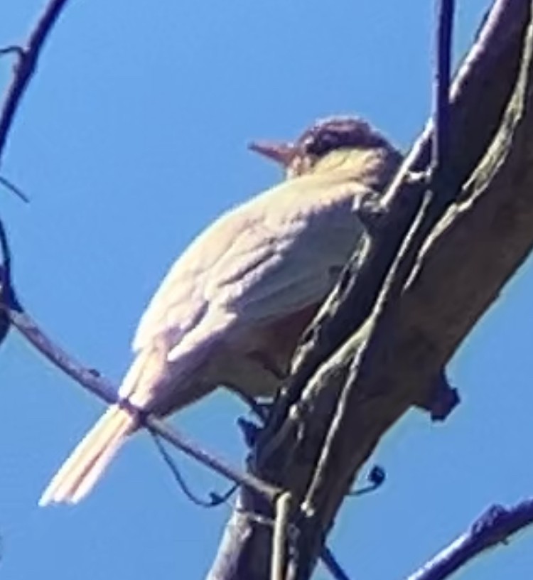 Zozo papargorria - ML632760212