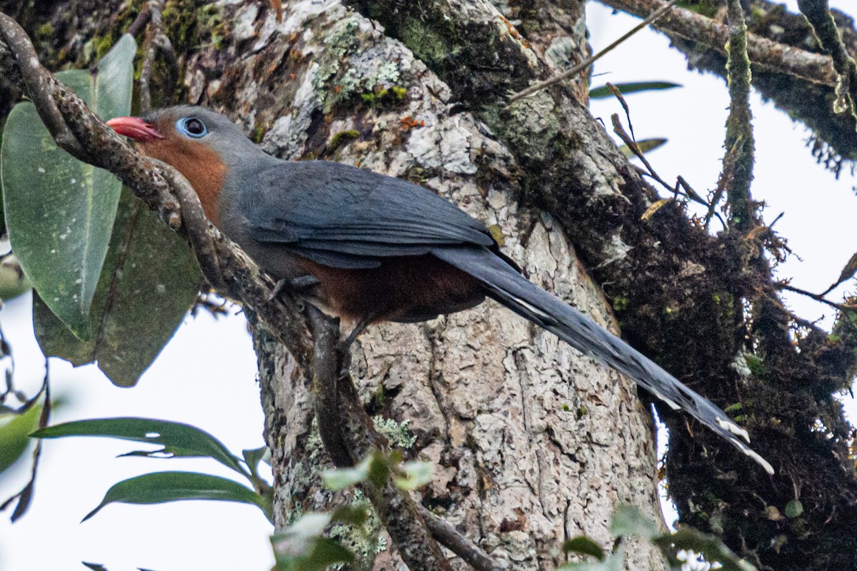 Red-billed Malkoha - ML632760243