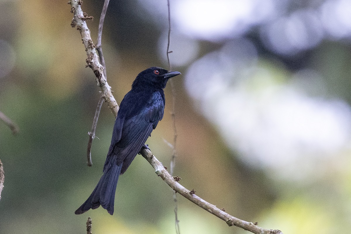 Velvet-mantled Drongo (Principe) - ML632760305