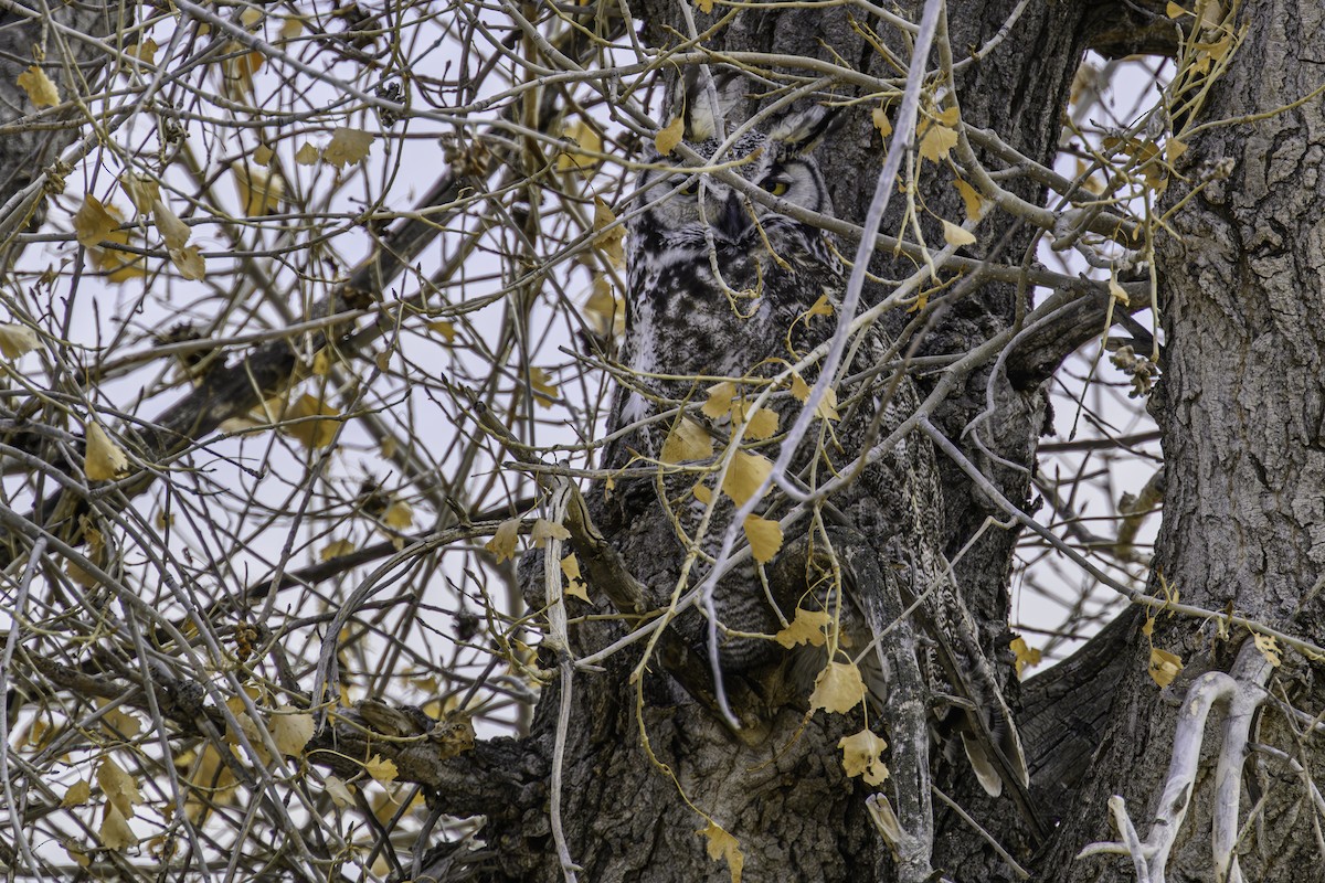 Great Horned Owl - ML632760314