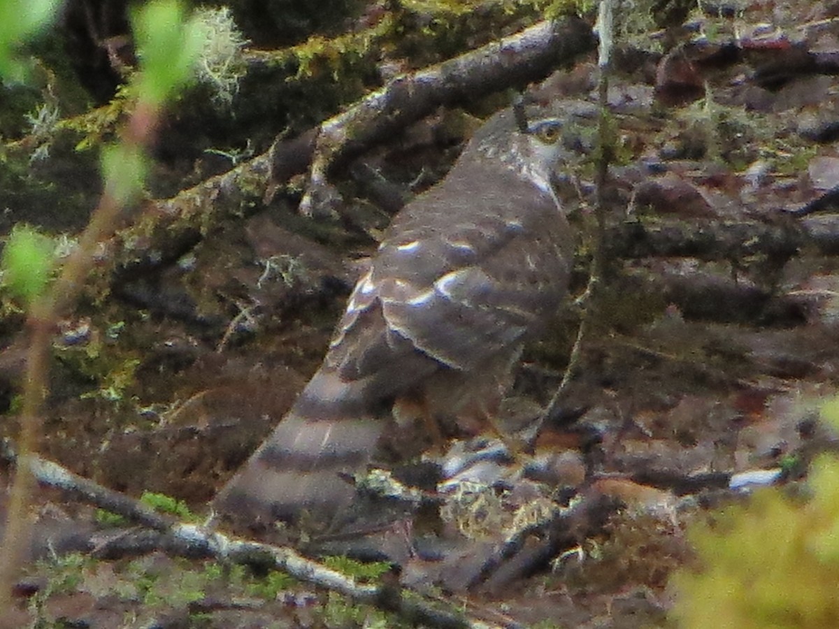 Sharp-shinned Hawk - ML632760349
