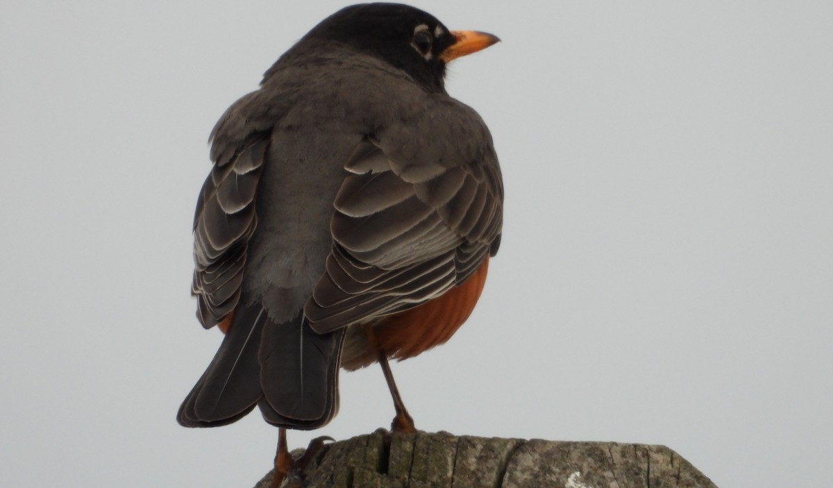 American Robin - ML632760723