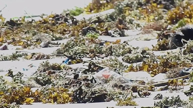 arkipello - ML632761034