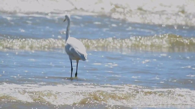 Pacific Reef-Heron - ML632761046