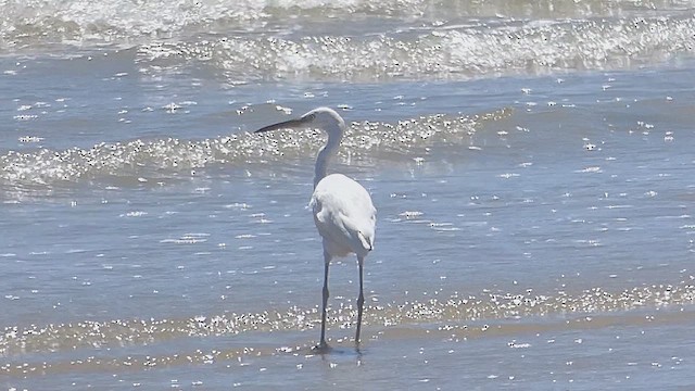 Pacific Reef-Heron - ML632761073