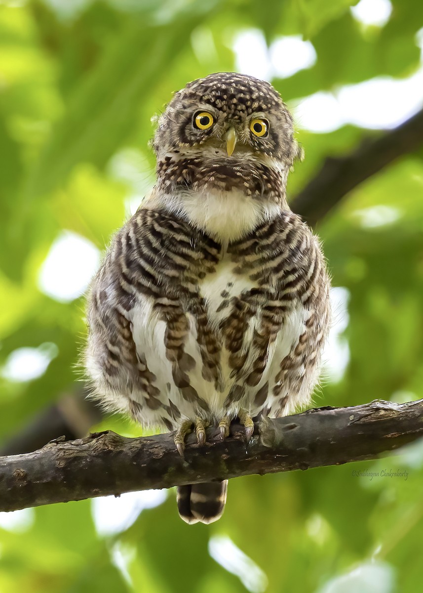 Collared Owlet - ML632761368