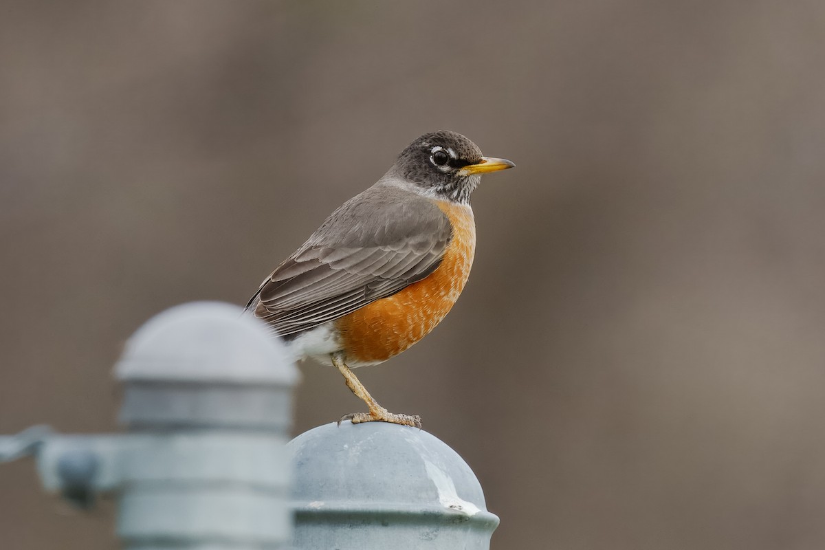 American Robin - ML632761613