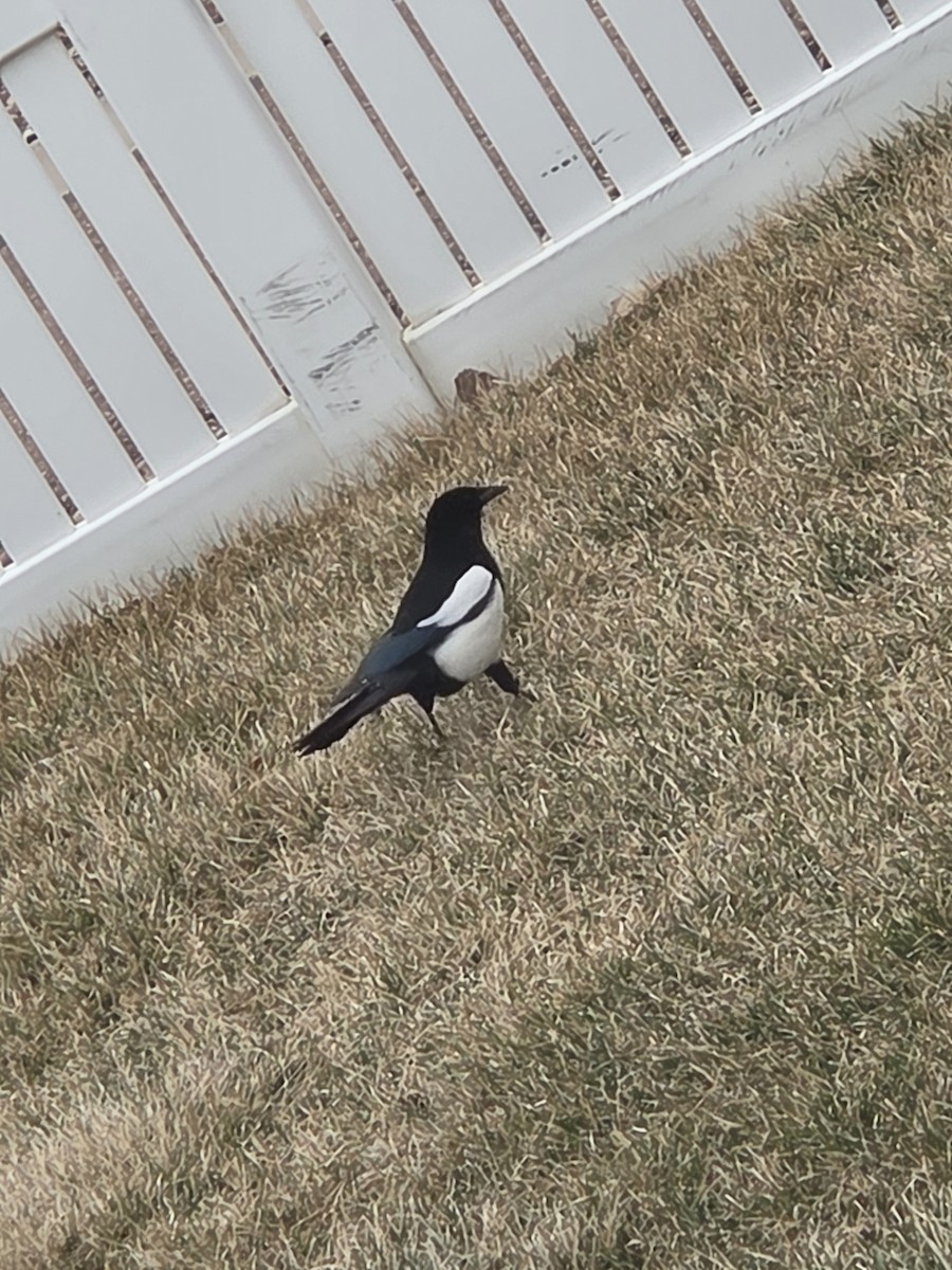 Black-billed Magpie - ML632761877