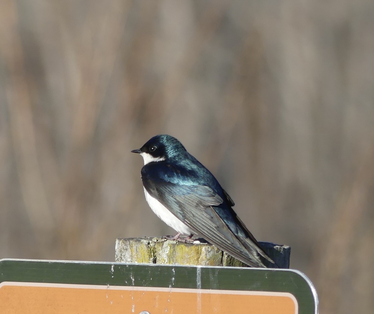 Tree Swallow - Harriet Bell