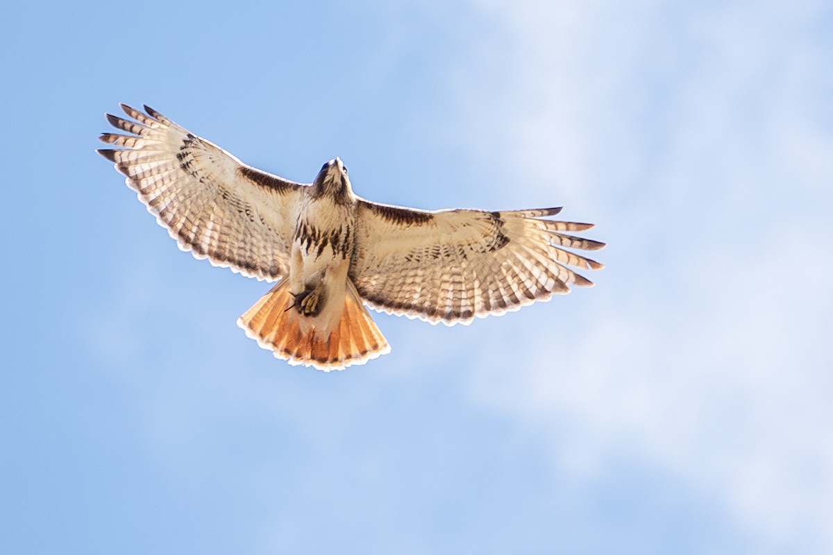 Red-tailed Hawk - Vic Laubach