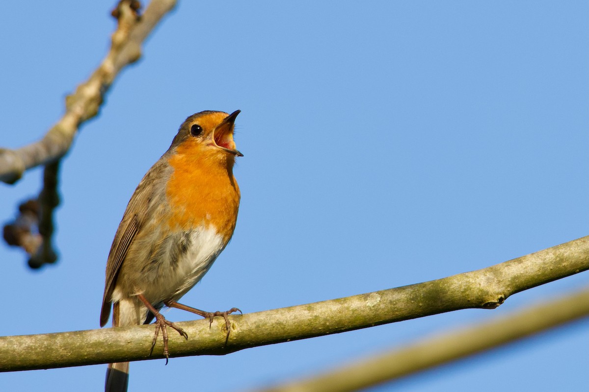European Robin - ML632762055