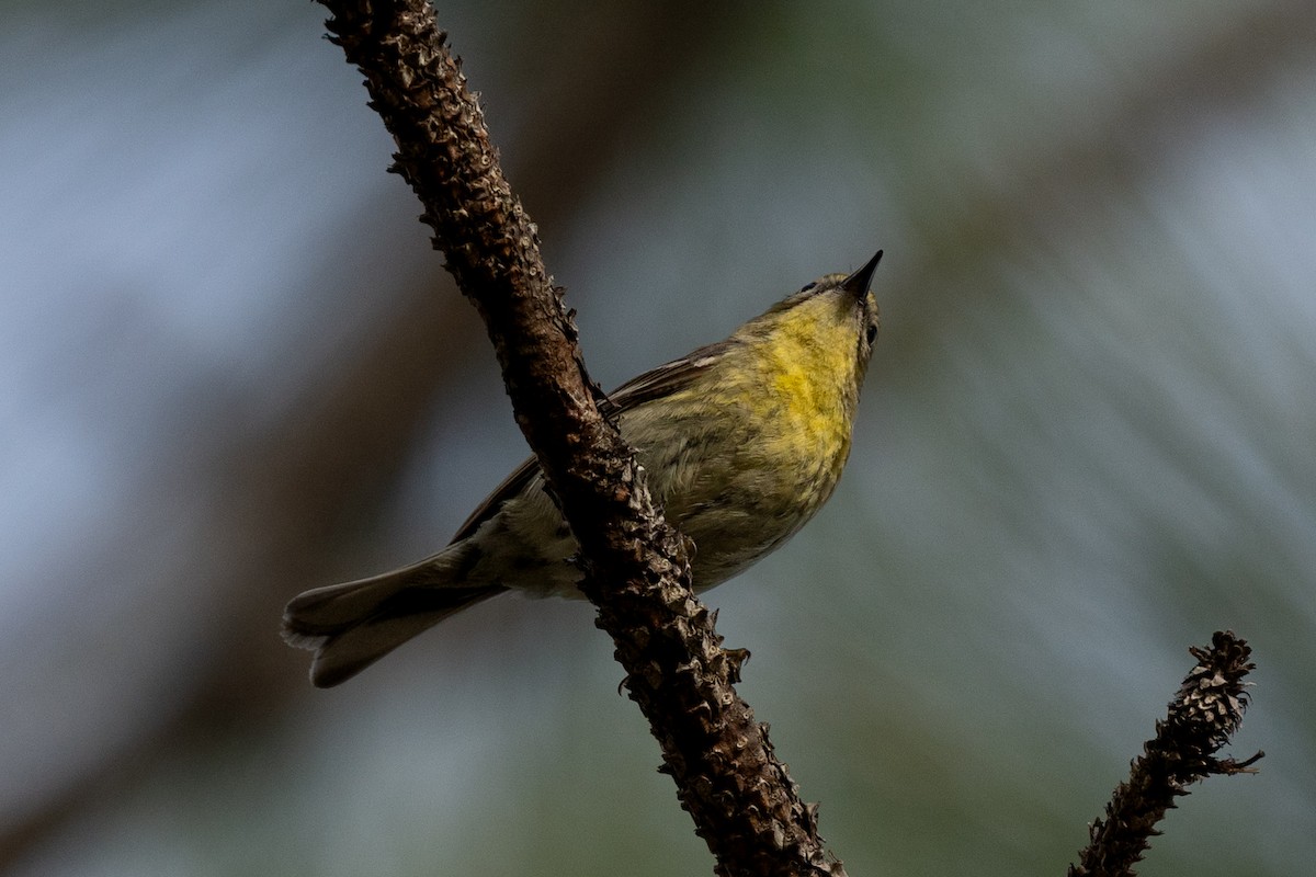 Pine Warbler - ML632762159