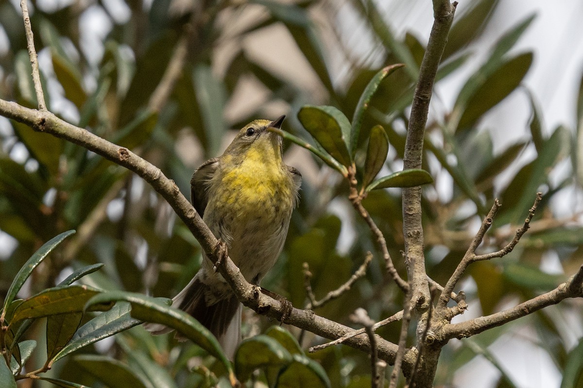 Pine Warbler - ML632762160