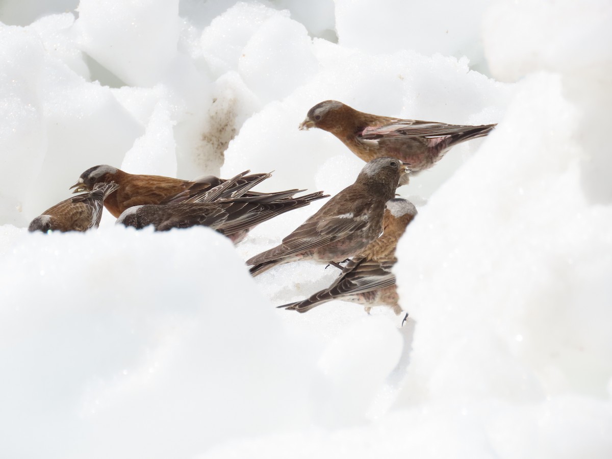 rosy-finch sp. - ML632762243