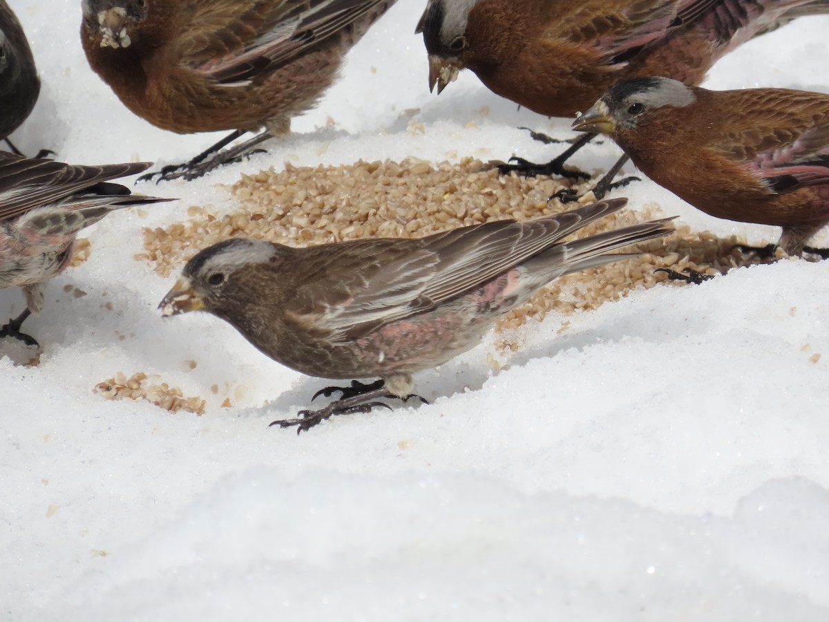 rosy-finch sp. - ML632762315