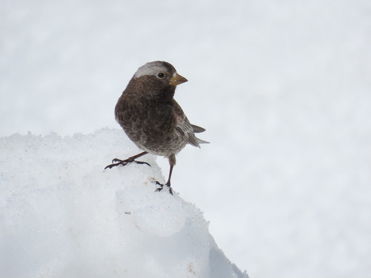 rosy-finch sp. - ML632762339