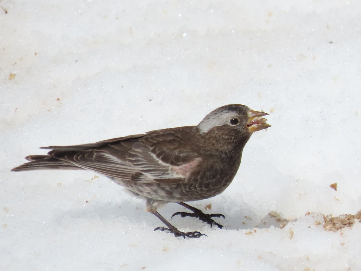 rosy-finch sp. - ML632762357