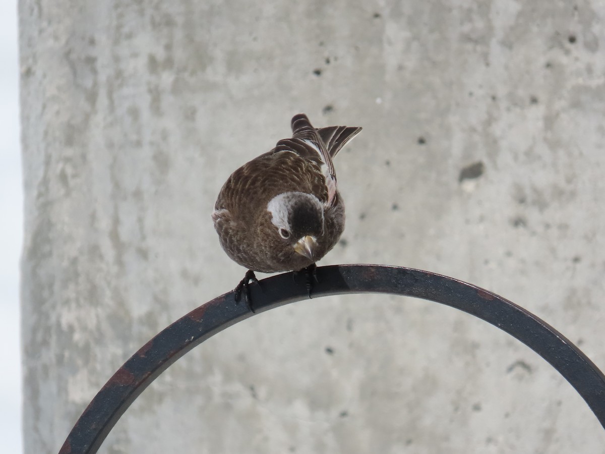 rosy-finch sp. - ML632762404