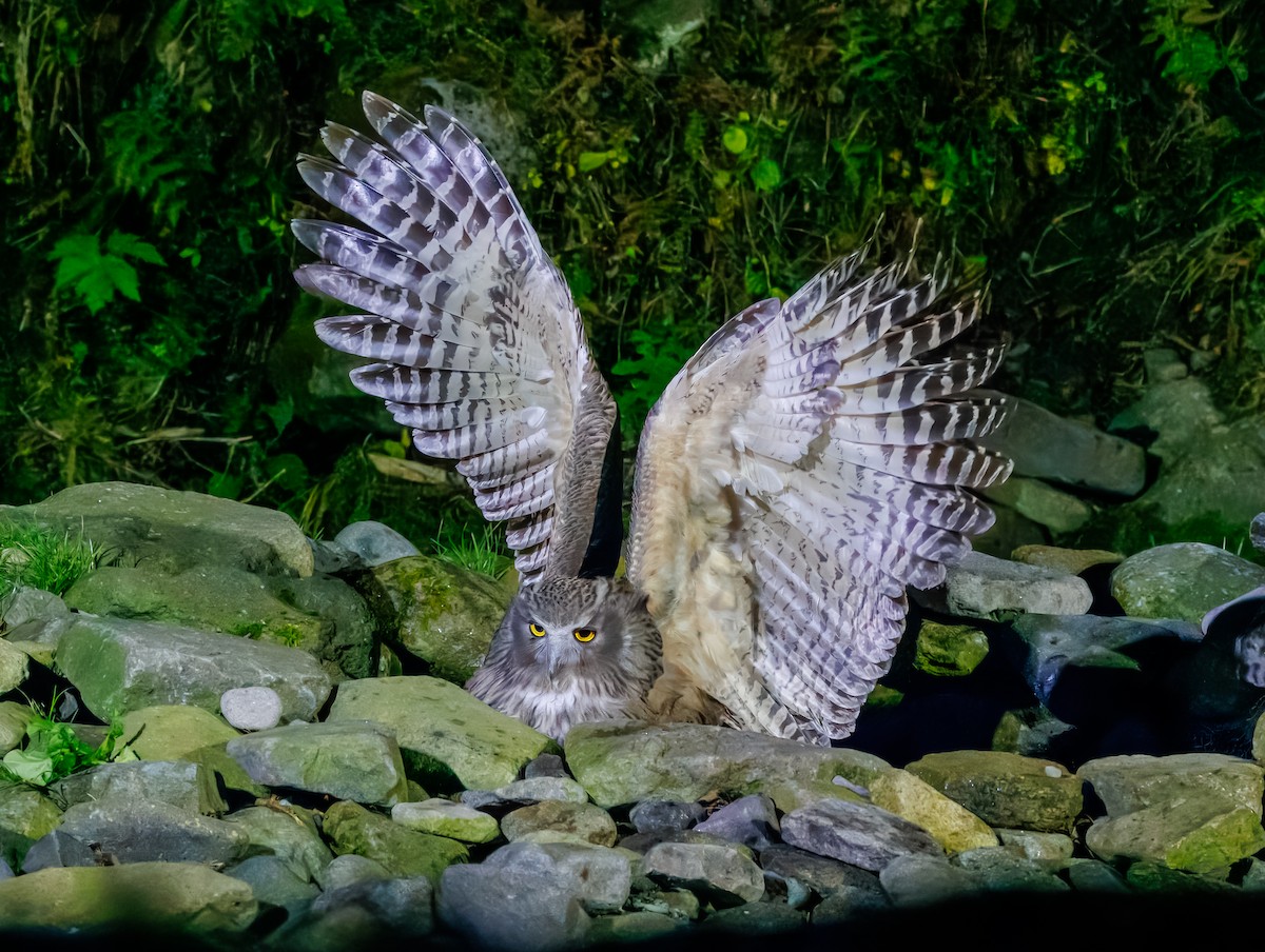 ketupa říční - ML632762411