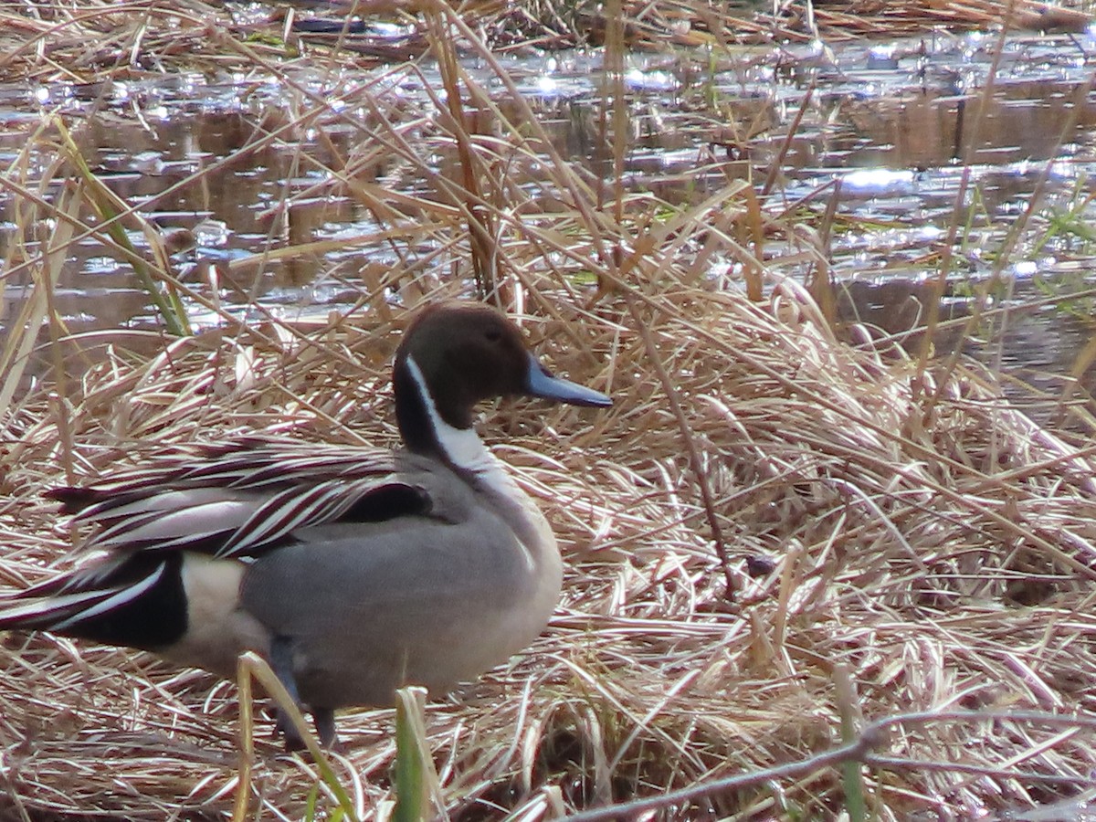 Northern Pintail - ML632762413