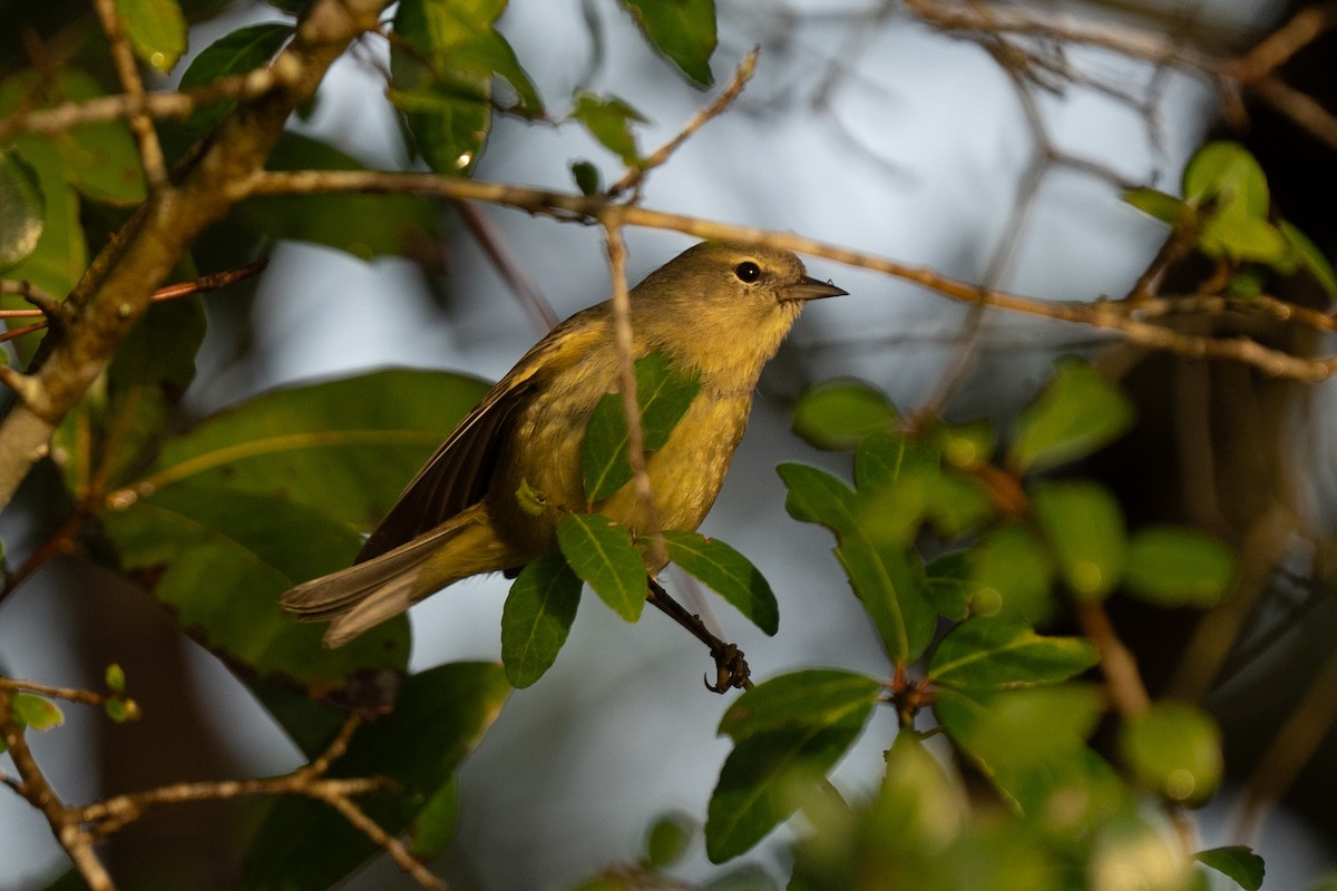 Orangefleck-Waldsänger - ML632762426