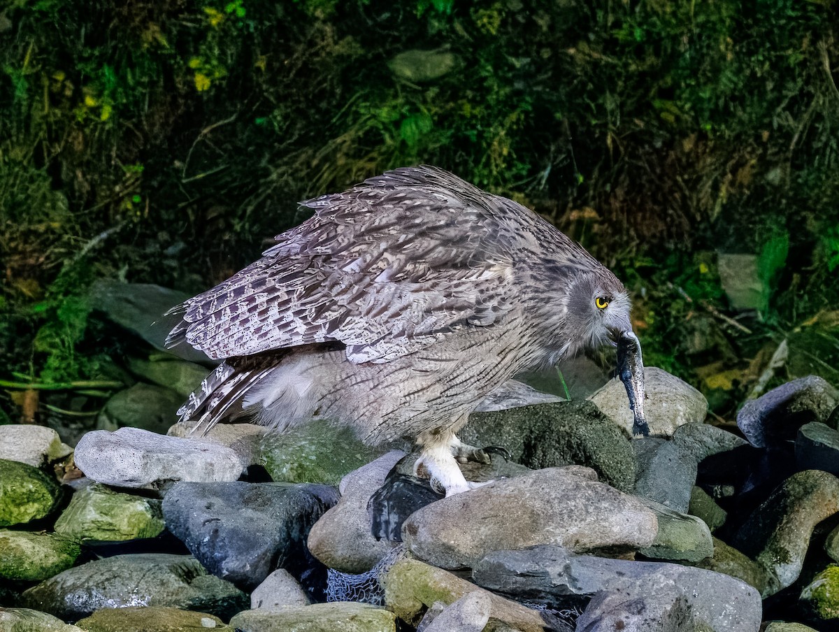 ketupa říční - ML632762428