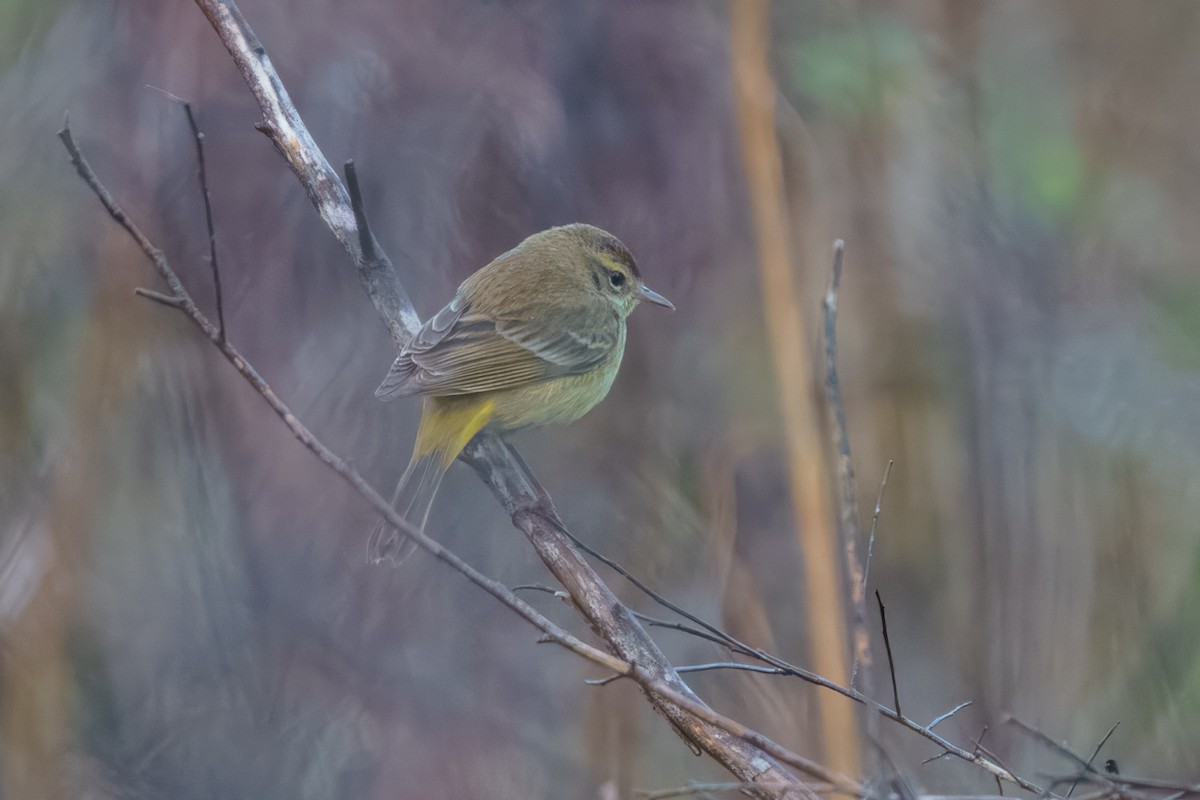 Palmenwaldsänger - ML632762553