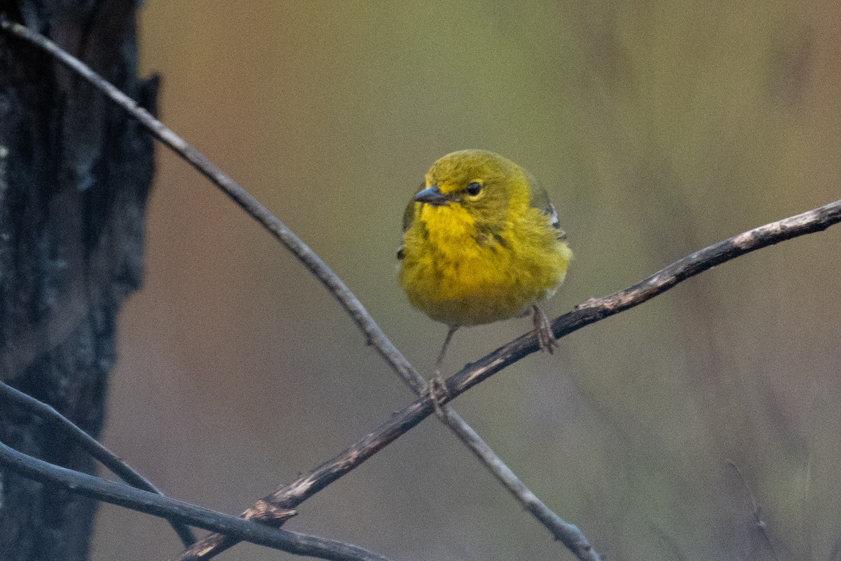 Pine Warbler - ML632762565