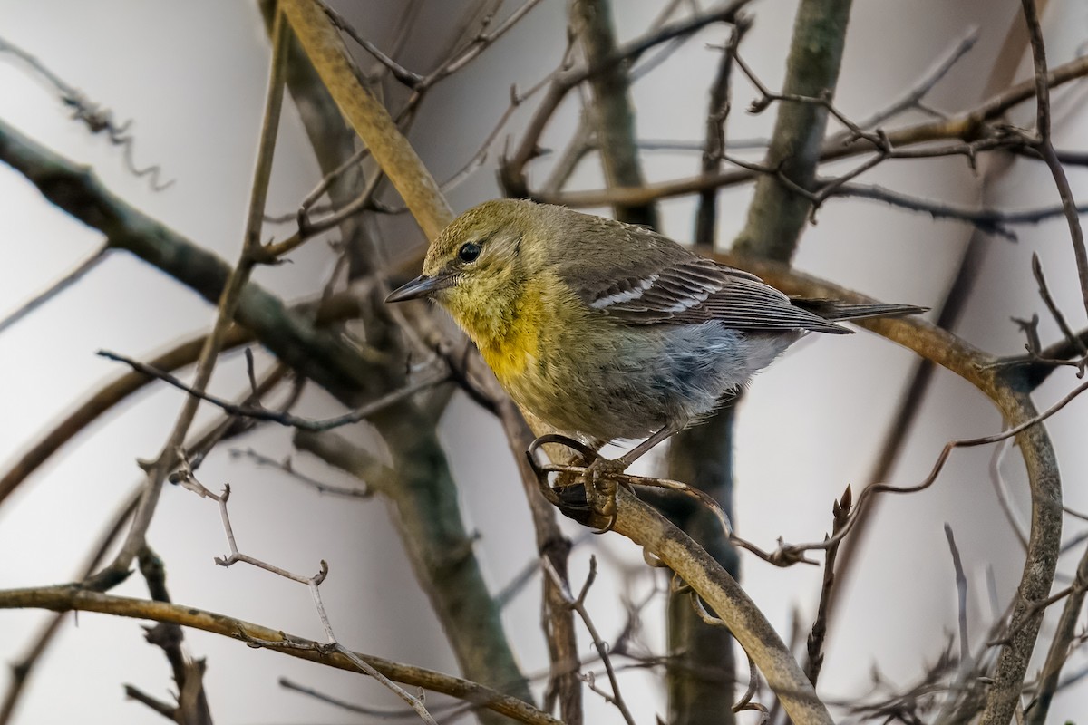 Pine Warbler - ML632762566