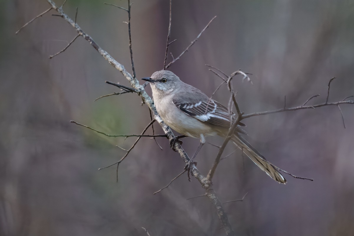 Northern Mockingbird - ML632762572