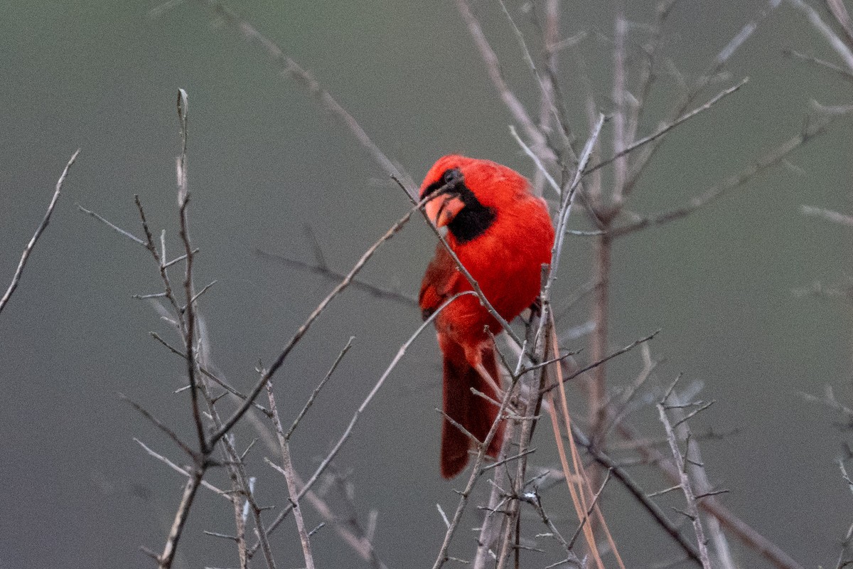 Northern Cardinal - ML632762579