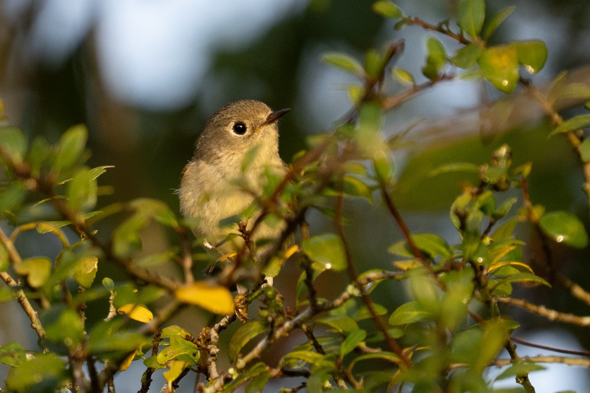 Ruby-crowned Kinglet - ML632762604