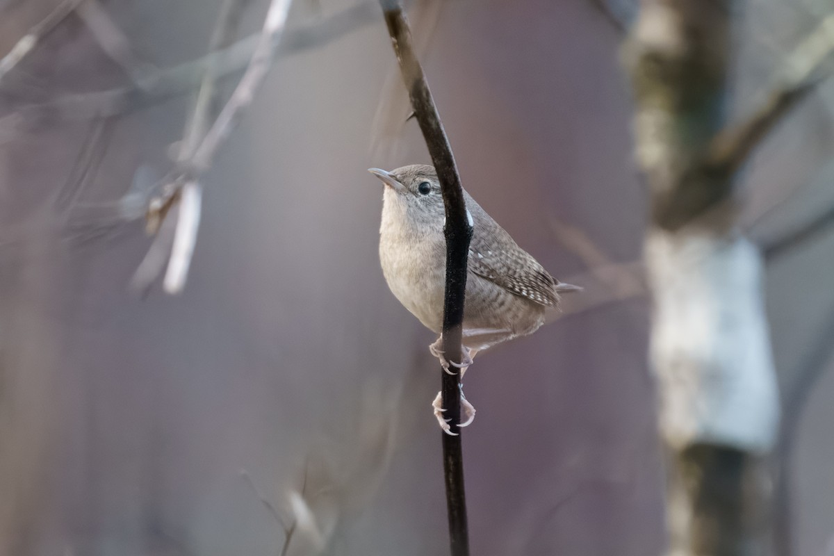 Northern House Wren - ML632762659